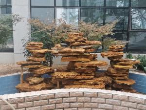 小型庭院小黄片成人APP视频
